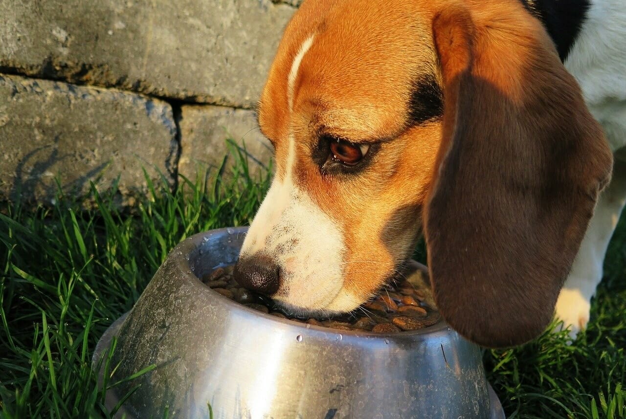 The Farmer's Dog vs Freshpet vs Spot & Tango: Which Fresh Food Is Best?
