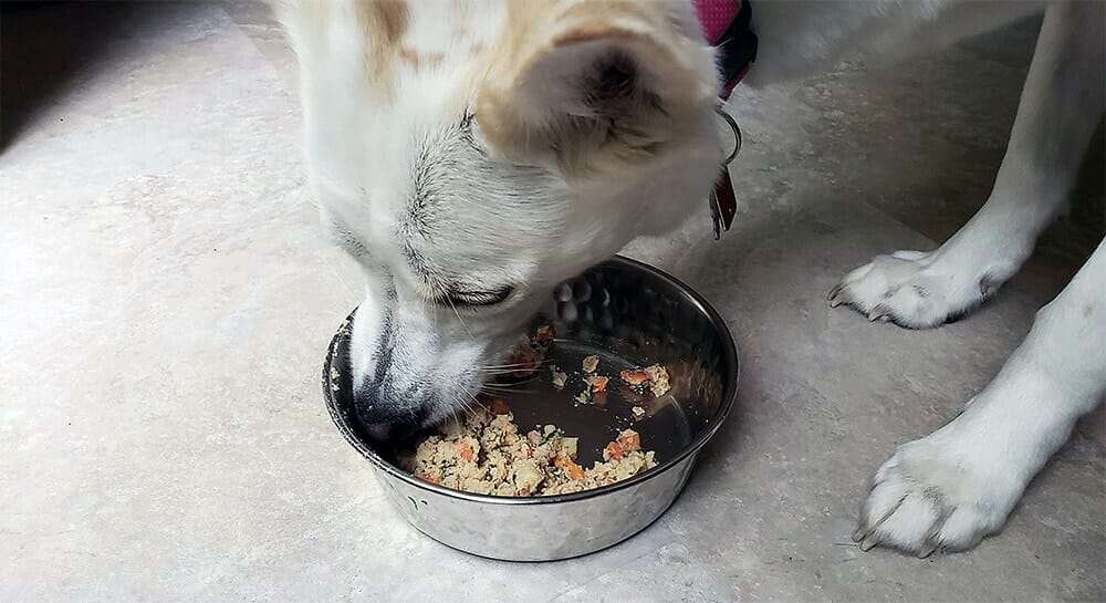 Ollie vs The Farmer's Dog: Comparing the Best Fresh Dog Food