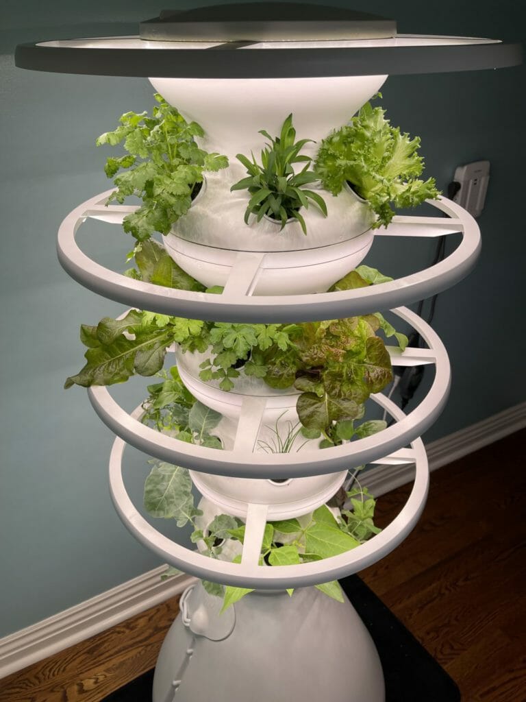 Lettuce Grow plant pot