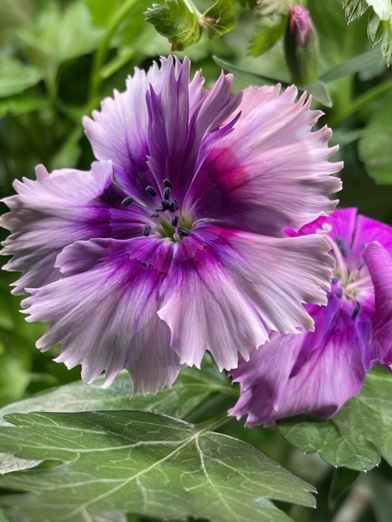 Lettuce Grow purple flower
