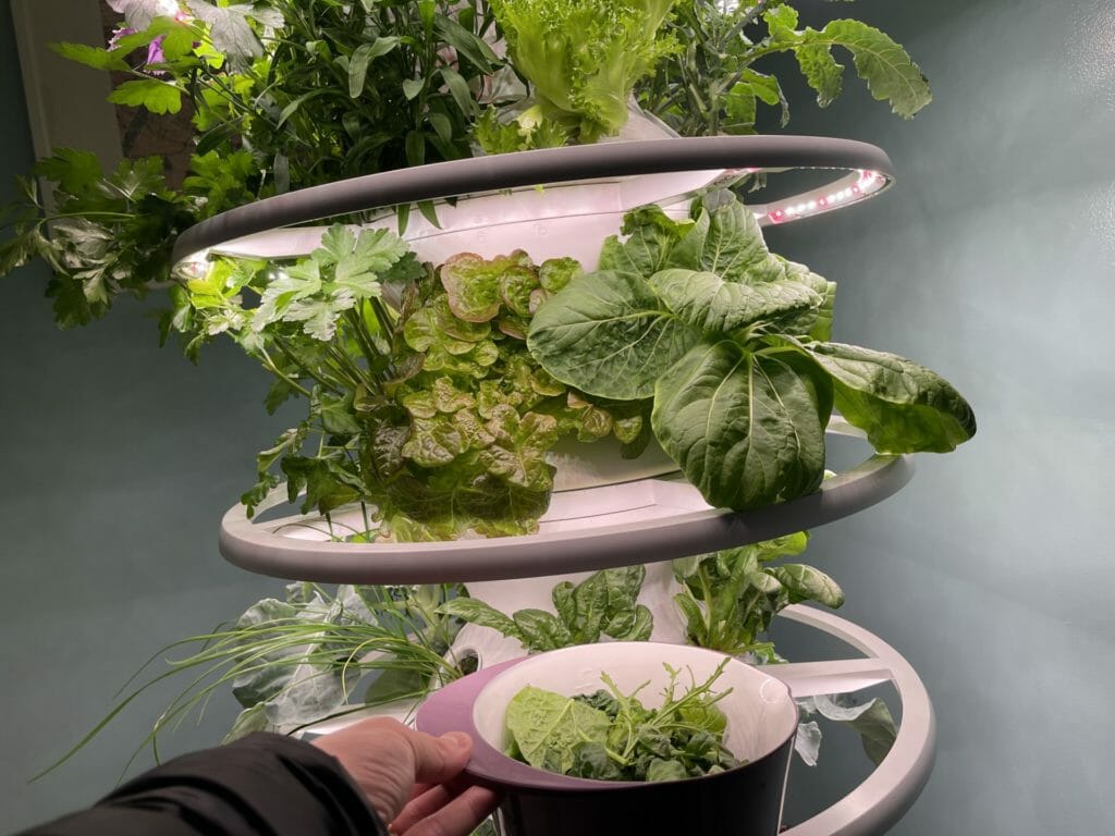 Lettuce Grow plant