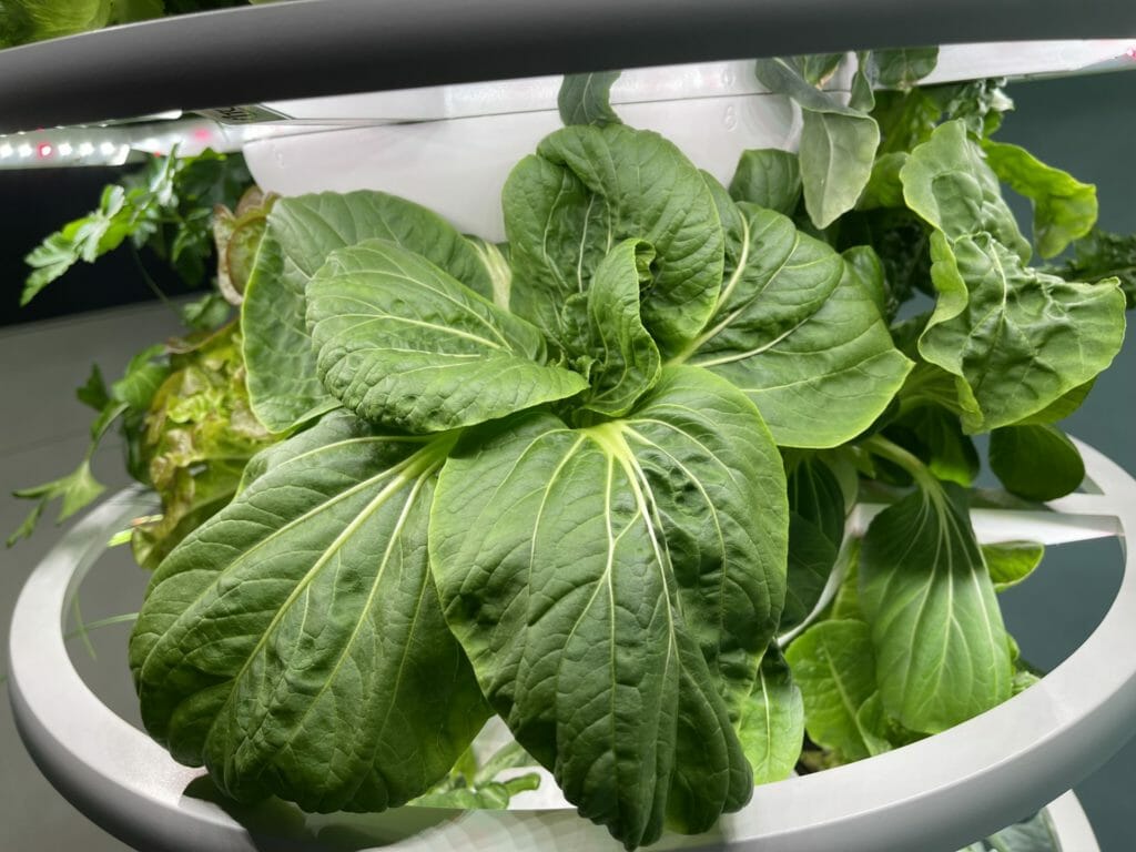 Lettuce Grow plant