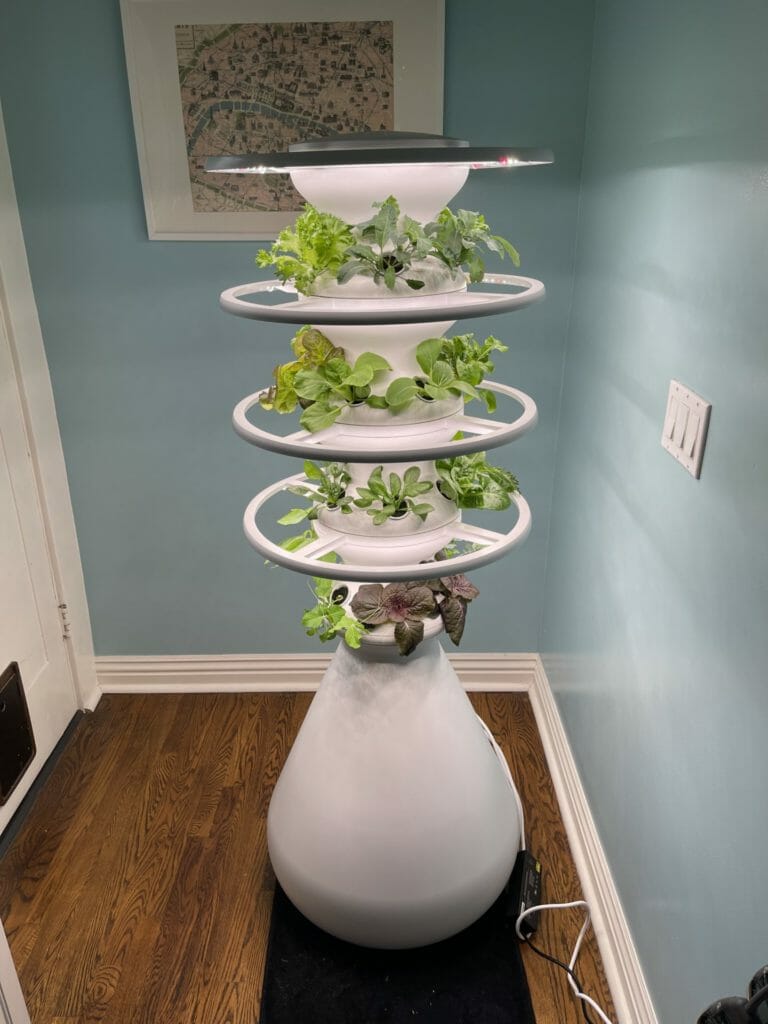 Lettuce Grow plant pot