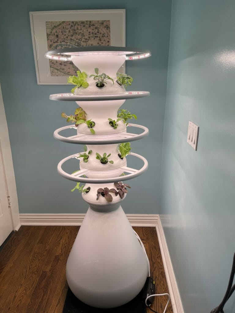 Lettuce Grow plant pot
