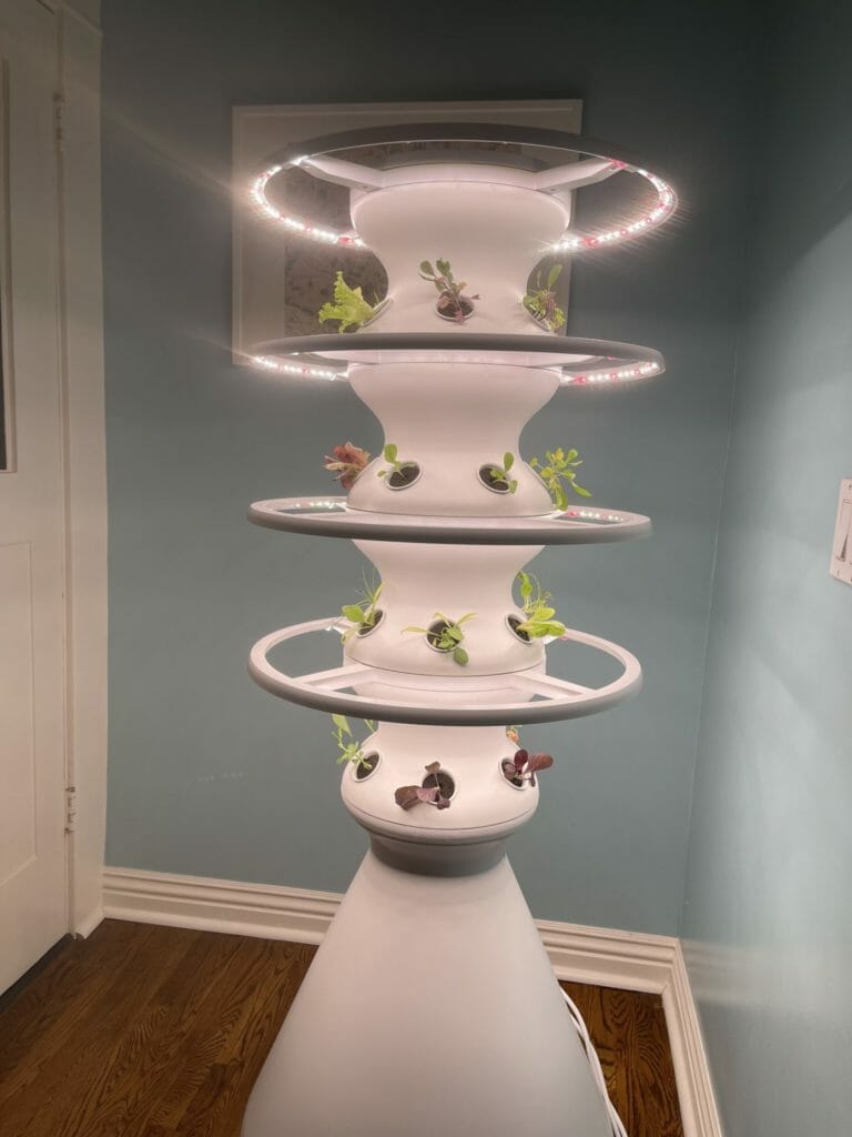 Lettuce Grow plant pot