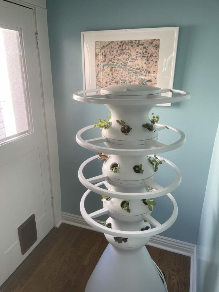 Lettuce Grow plant pot