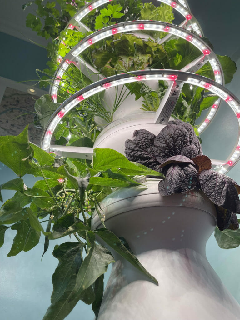 lettucegrow plant
