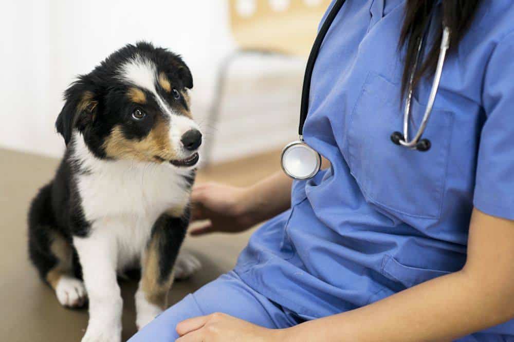 Pet Visiting Doctor