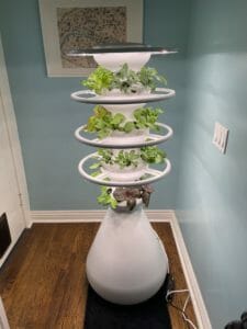 Lettuce Grow plant pot
